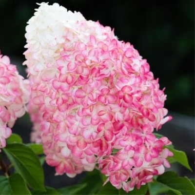 Гортензия метельчатая