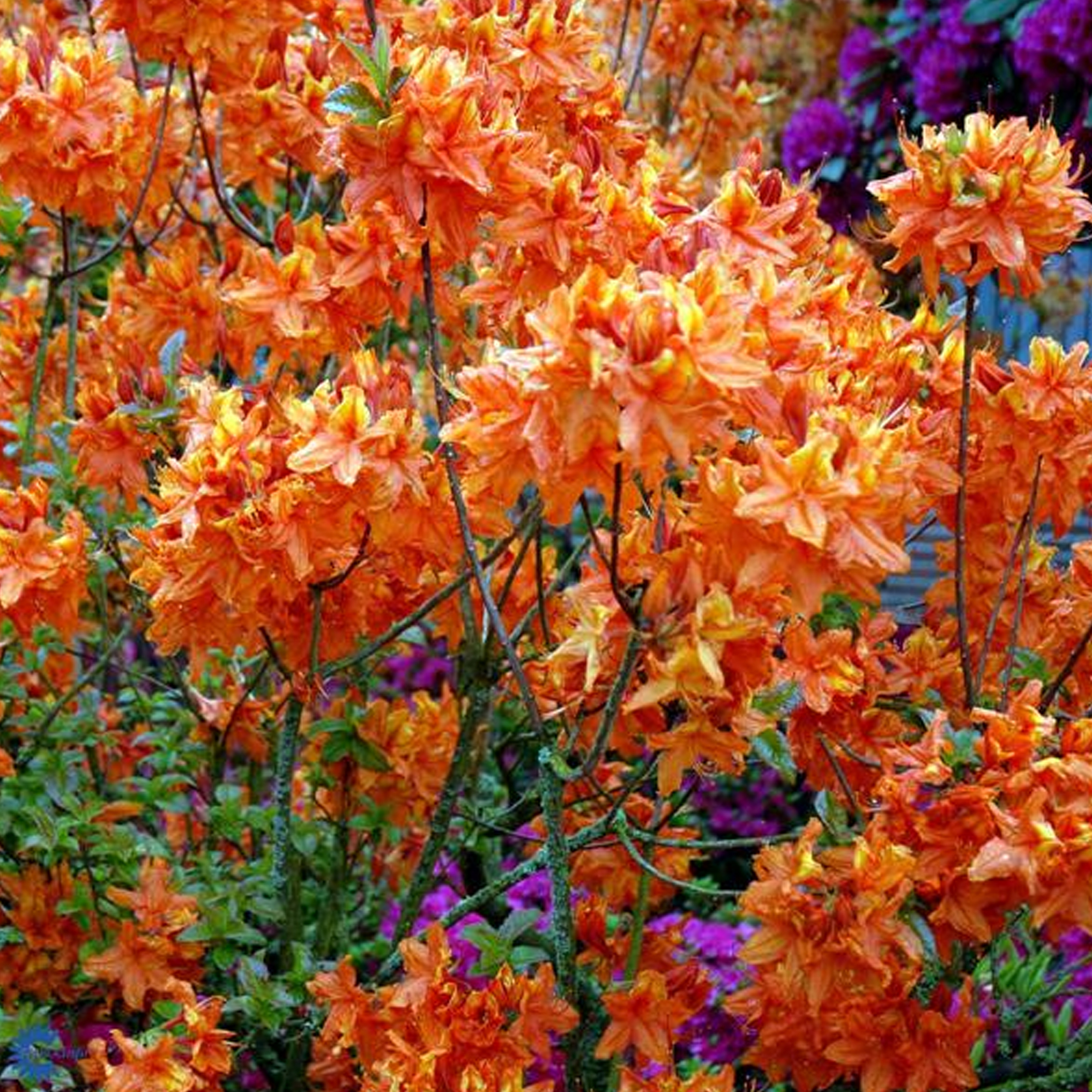 Азалия крупноцветковая (Azalea wielkokwiatowa Glowing Embers) - C7,5