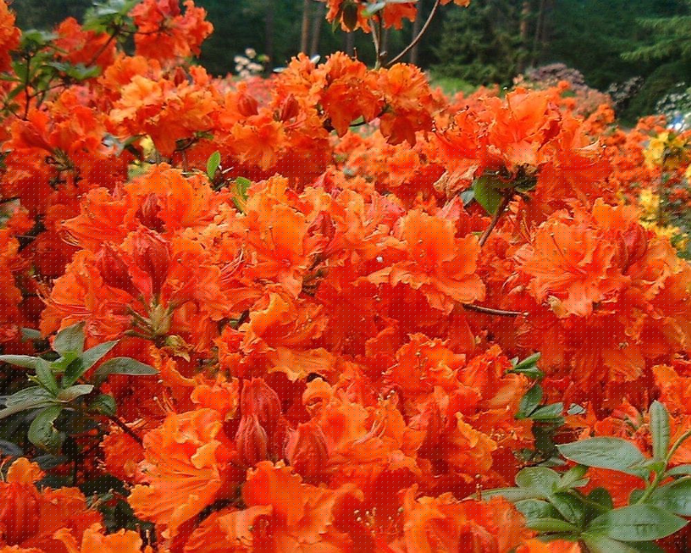 Азалия крупноцветковая (Azalea wielkokwiatowa Gibraltar) - C7,5