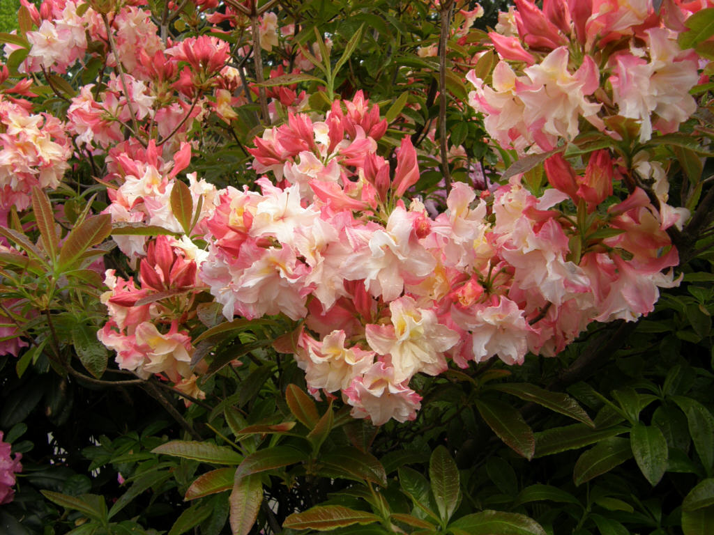 Азалия крупноцветковая (Azalea wielkokwiatowa Chanel) - C7,5