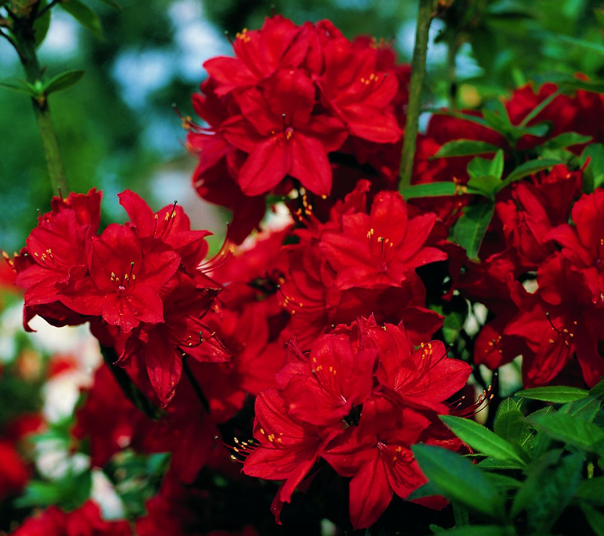 Азалия крупноцветковая (Azalea wielkokwiatowa Nabucco) - C7,5