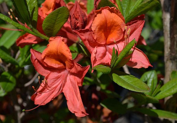 Азалия крупноцветковая (Azalea wielkokwiatowa Homebush) - C5