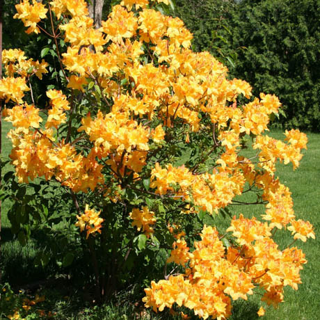 Азалия крупноцветковая (Azalea wielkokwiatowa Golden Lights) - C5