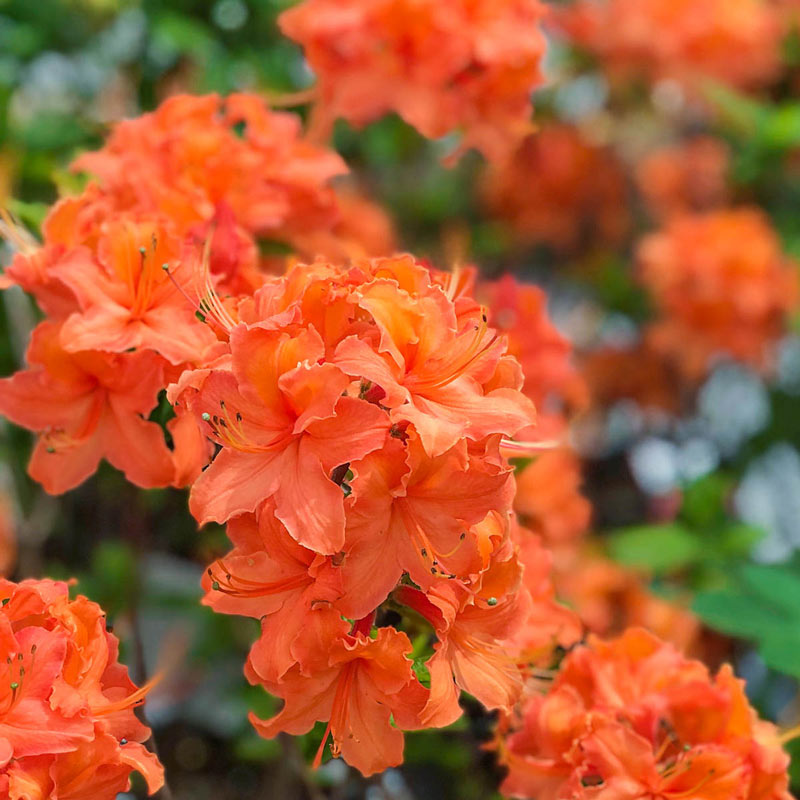 Азалия крупноцветковая (Azalea wielkokwiatowa Mandarin Lights) - C7,5