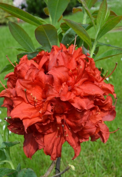Азалия крупноцветковая (Azalea wielkokwiatowa Doloroso) - C7,5