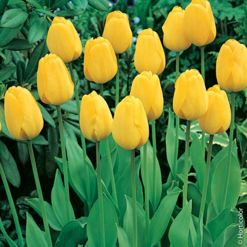 Тюльпан Golden Apeldoorn   Darwinhybrid