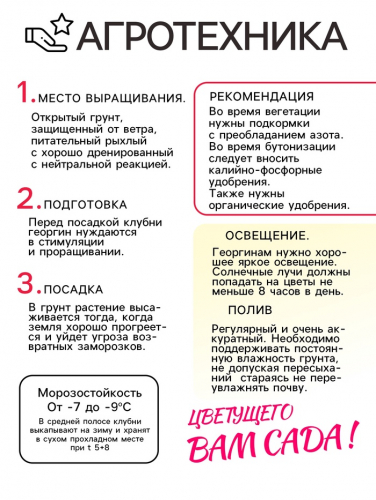 Георгина Помпонная «Сноуфлейк», клубнелуковица в упаковке, р-р см, I, 1 шт.