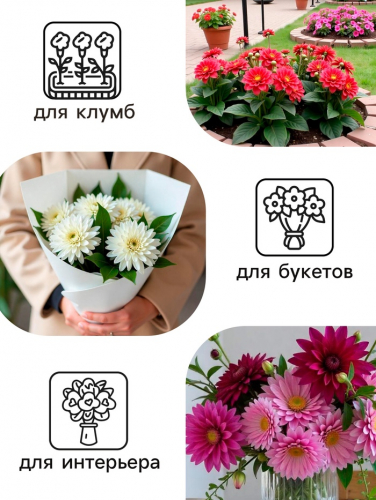 Георгина Декоративная «Гарден Уандер», клубнелуковица в упаковке, р-р I, 1 шт.