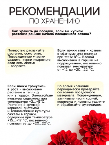 Георгина Помпонная «Сноуфлейк», клубнелуковица в упаковке, р-р см, I, 1 шт.