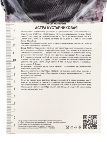 Астра кустарниковая «Питер Пэн», корневище в торфогрунте, р-р I, 1 шт.