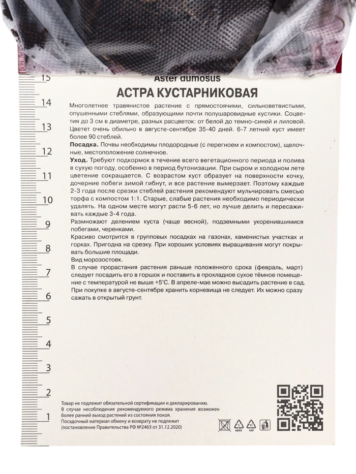 Астра кустарниковая «Питер Пэн», корневище в торфогрунте, р-р I, 1 шт.