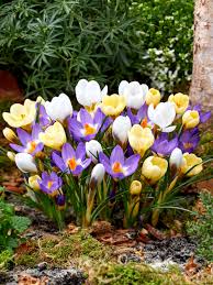 Крокус Mixed species (botanical)