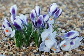 Крокус Prins Claus species (botanical)