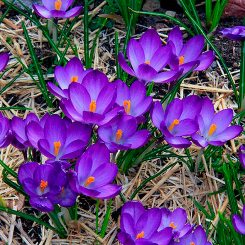 Крокус Barr's Purple species (botanical)