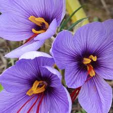 Крокус sativus saffron species (botanical)