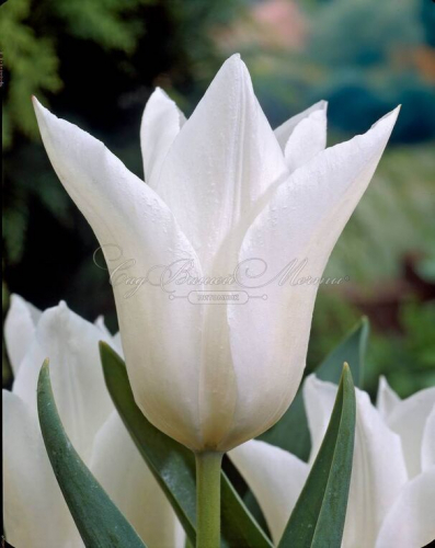 Тюльпан White Triumphator Lilyflowering
