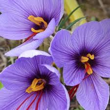 Крокус sativus saffron  species (botanical)