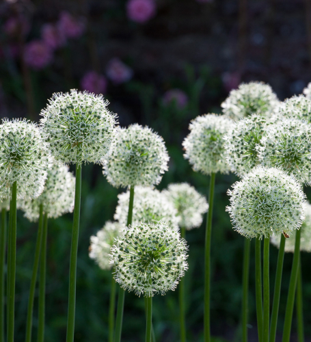 Allium stipitatum Mount Everest