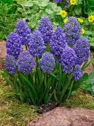 Muscari armeniacum Fantasy Creation
