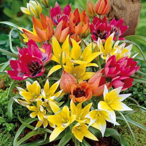 Тюльпан Tulipa gemengd BOTANICAL