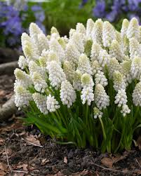 Muscari aucheri White Magic
