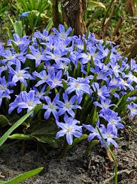 Chionodoxa luciliae