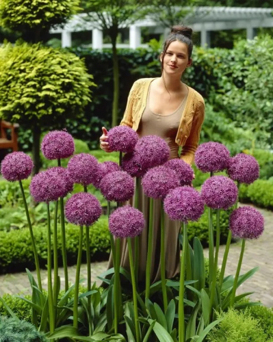 Allium Gladiator