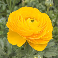 Ranunculus Aviv Jaune