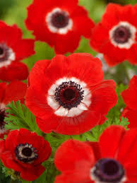 coronaria Hollandia