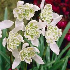 Galanthus nivalis dubbel
