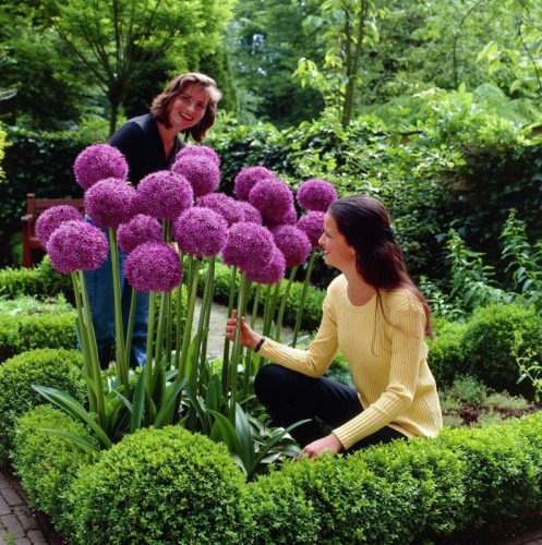 Allium Gladiator