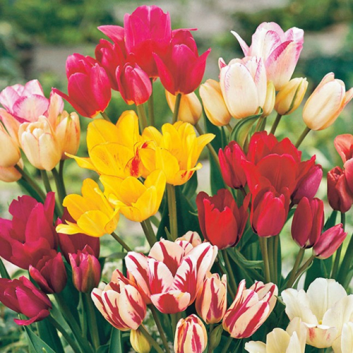 Тюльпан Многоцветковый микс (5 kleuren) Multflowering