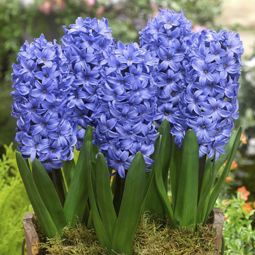 Гиацинт Delfts Blauw