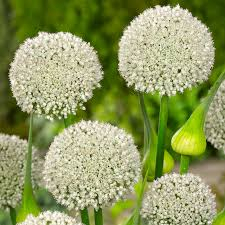 Alium ampeloprasum Ping Pong