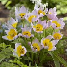 Тюльпан saxatillis BOTANICAL