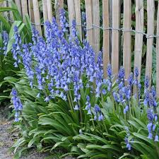 Hyacinthoides hispanica