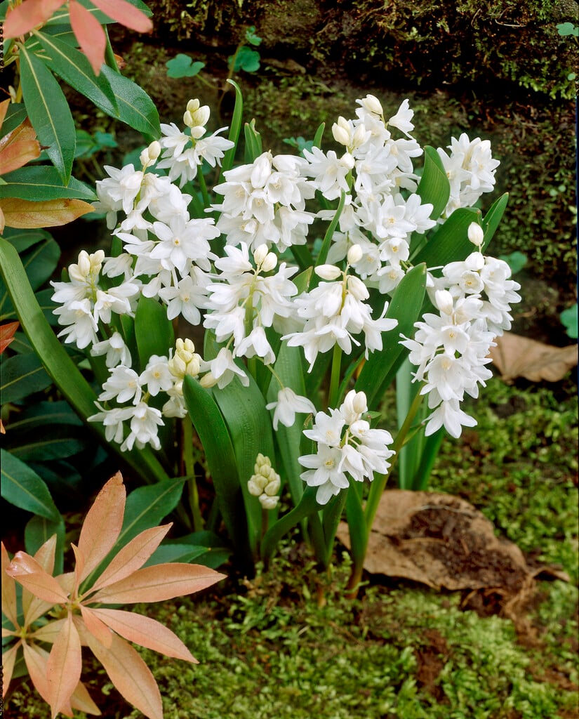 Puschkinia scilloides var. libanotica