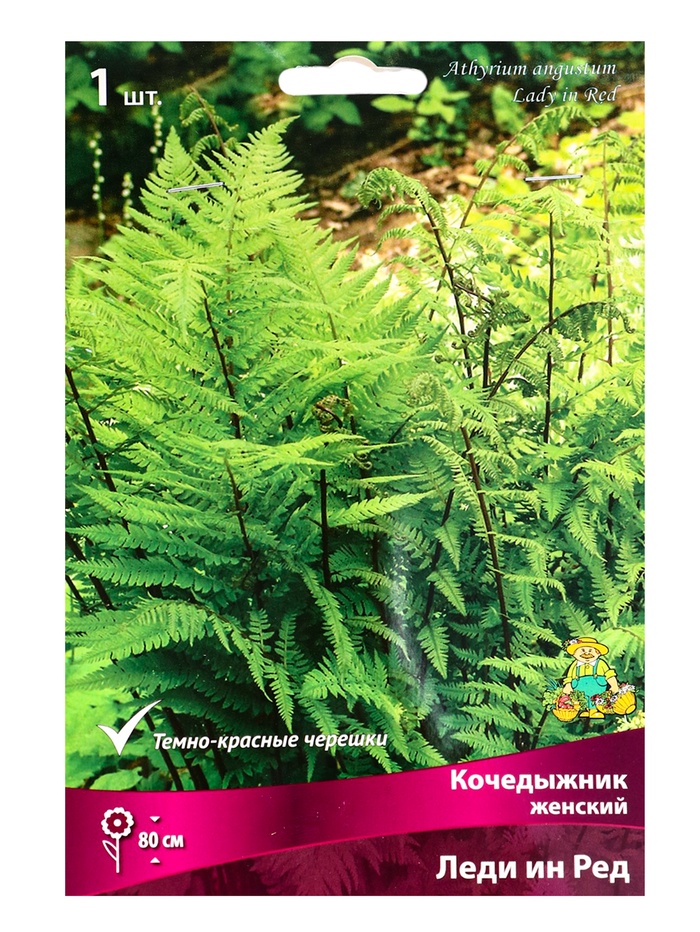 Папоротники Кочедыжник женский Леди ин Ред, р-р I, 1 шт, Осень 2025