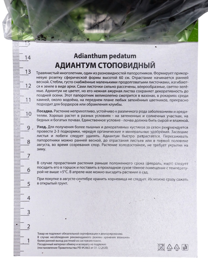 Папоротники Адиантум стоповидный, р-р I, 1 шт, Осень 2025