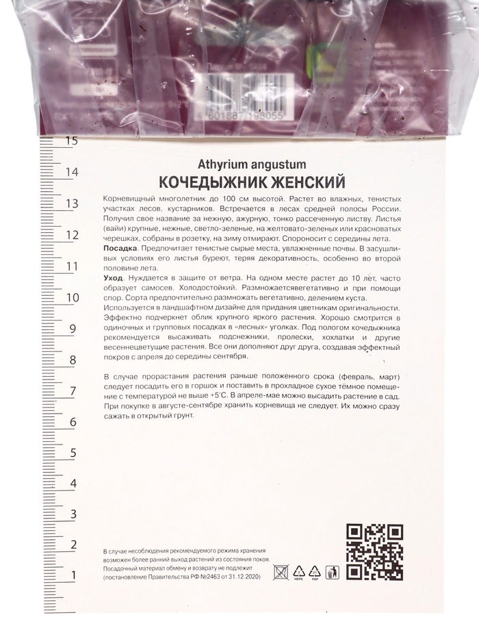Папоротники Кочедыжник женский Леди ин Ред, р-р I, 1 шт, Осень 2025