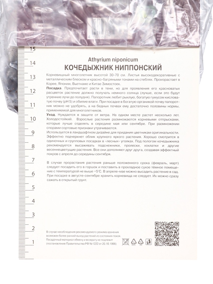 Папоротники Кочедыжник японский Ред Бьюти, р-р I, 1 шт, Осень 2025