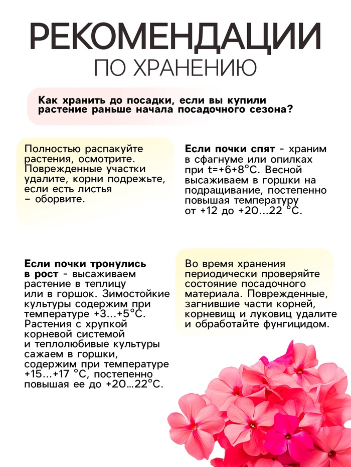 Флокс «Феррис Уил» корневище в пакете с торфогрунтом, р-р I, 2 шт.