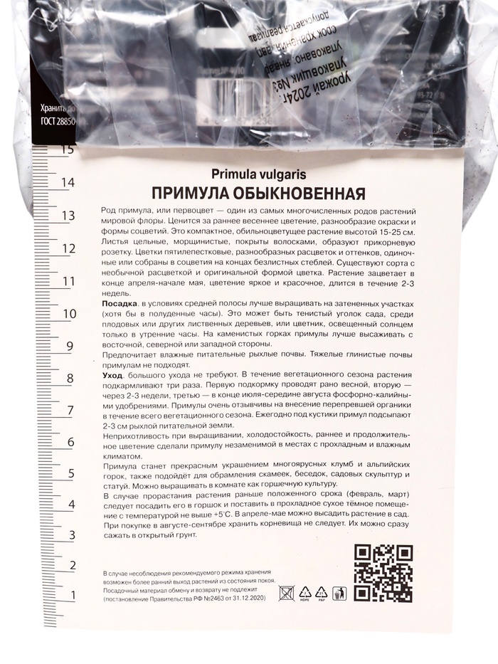 Примула обыкновенная Пёпл Сторм, р-р I, 1 шт, Осень 2025