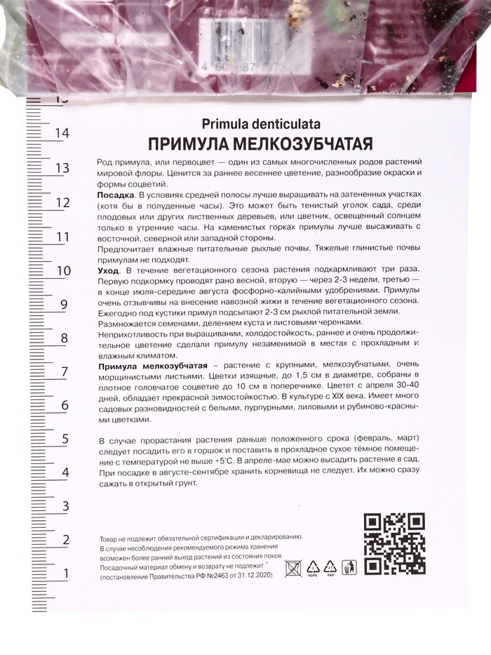Примула мелкозубчатая Альба, р-р I, 1 шт, Осень 2025