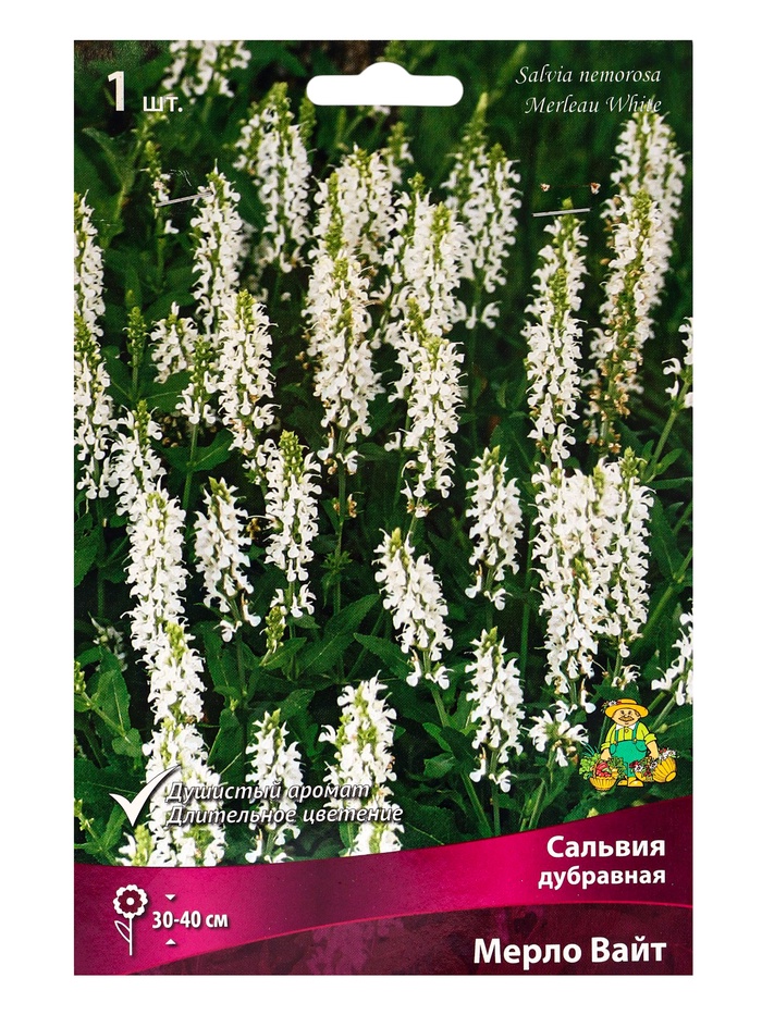 Сальвия дубравная (Шалфей) Мерло Вайт, I р-р, 1 шт., 30-40 h(см)