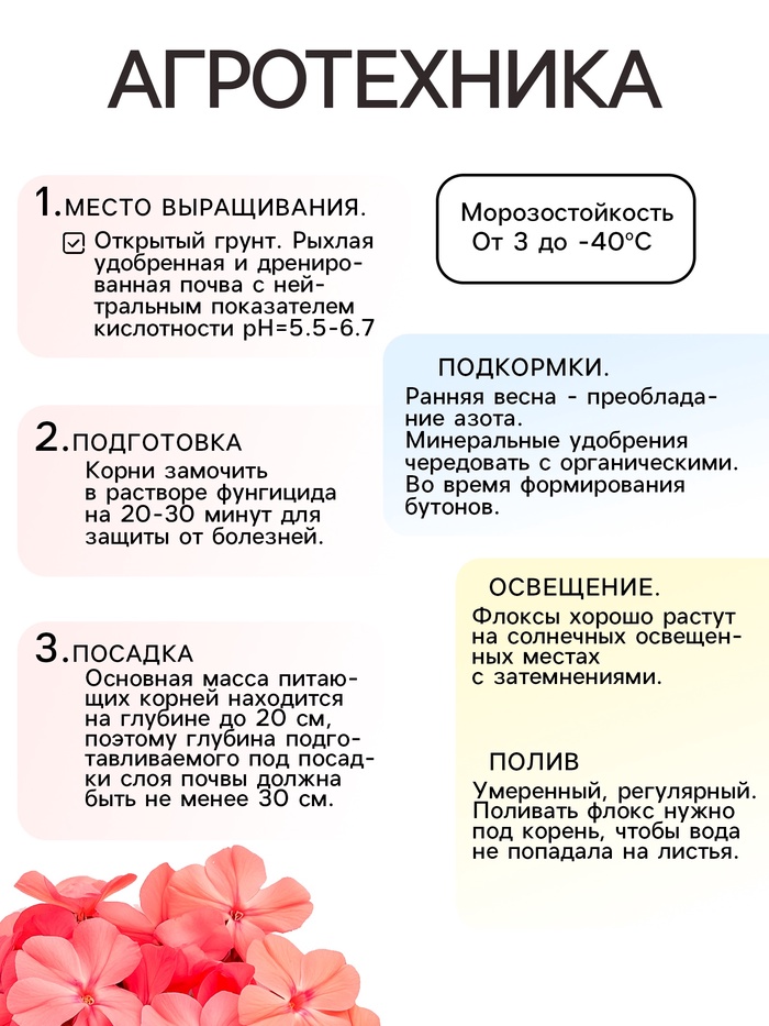 Флокс метельчтый Miss pepper корневище в пакете с торфогрунтом, р-р II, 2 шт.