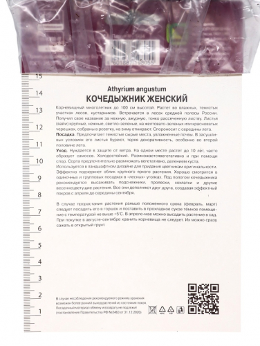 Папоротники Кочедыжник женский Леди ин Ред, р-р I, 1 шт, Осень 2025