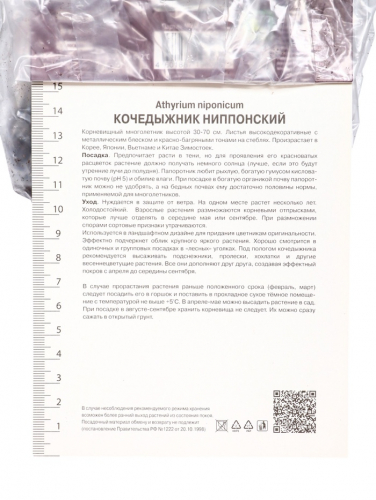 Папоротники Кочедыжник японский Ред Бьюти, р-р I, 1 шт, Осень 2025