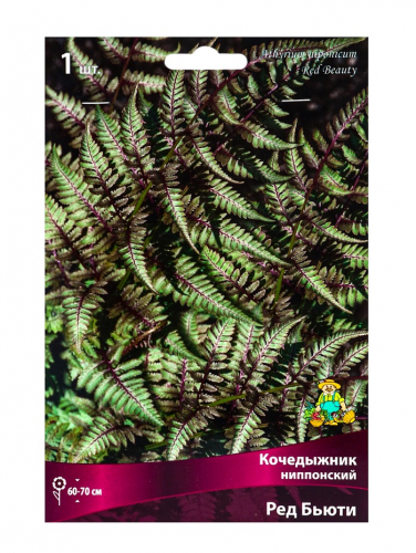 Папоротники Кочедыжник японский Ред Бьюти, р-р I, 1 шт, Осень 2025