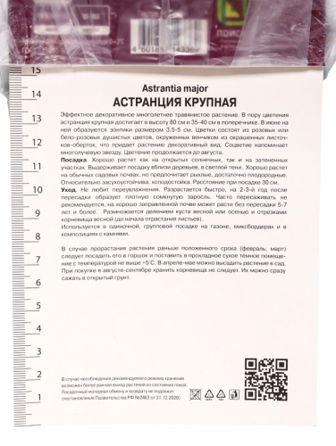 Астранция крупная, корневище в торфогрунте, р-р I, 1 шт.